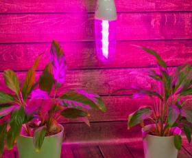 LED-B82-12W-SPBR-E27-CL PLP33WH Лампа светодиодная для растений  — Купить