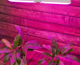 LED-P65-16W-SPSB-E27-FR-P2 PLP32WH Лампа светодиодная для растений  — Купить