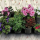 Вертикальная капельная панель для растений Ботанический сад — Купить