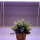 ULI-P10-18W-SPFR IP40 SILVER Светильник для растений светодиодный линейный — Купить
