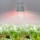 LED-A60-10W-SPM3-E27-CL PLP35WH MULTIPLANT Лампа для растений — Купить